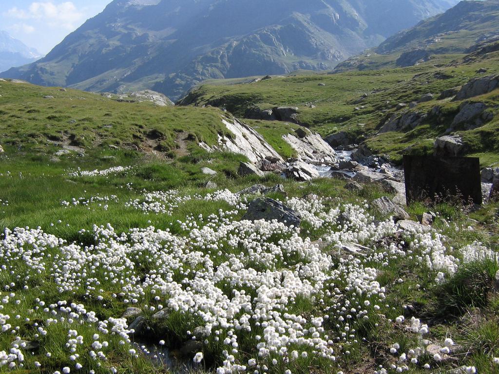 Hotel Garni Thurwieser - B&B Santa Caterina Valfurva Exteriér fotografie